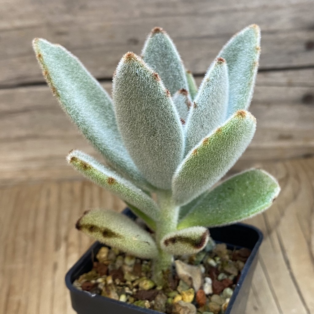 SH37022 Kalanchoe tomentosa - Image 2