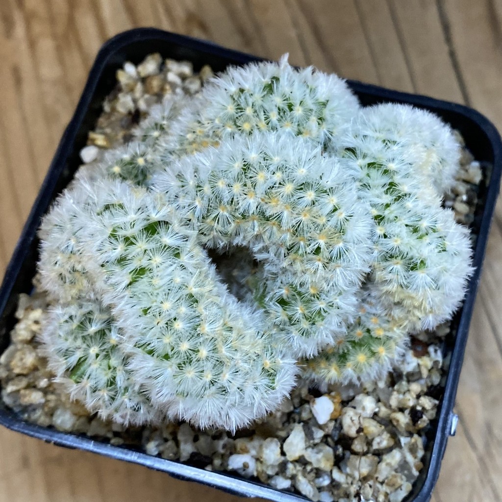SH36974 Mammillaria carmenae f. cristata - Image 3