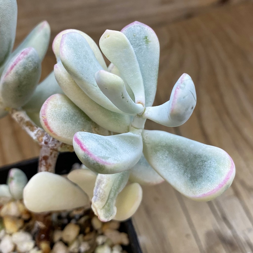 SH37023 Cotyledon orbiculata f. variegata - Image 2