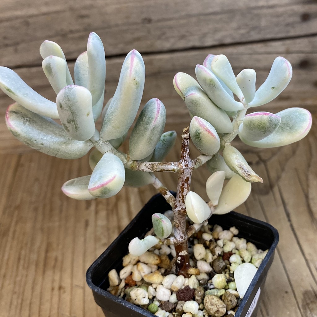 SH37023 Cotyledon orbiculata f. variegata - Image 3