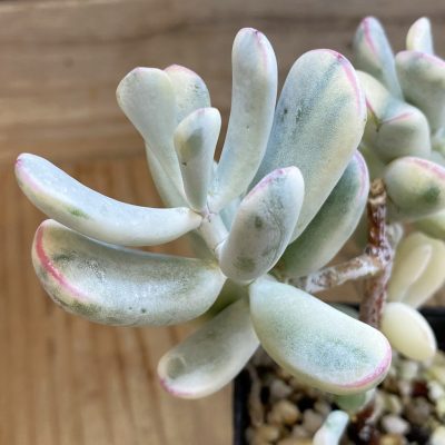 SH37023 Cotyledon orbiculata f. variegata