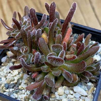 SH37024 Crassula pubescens