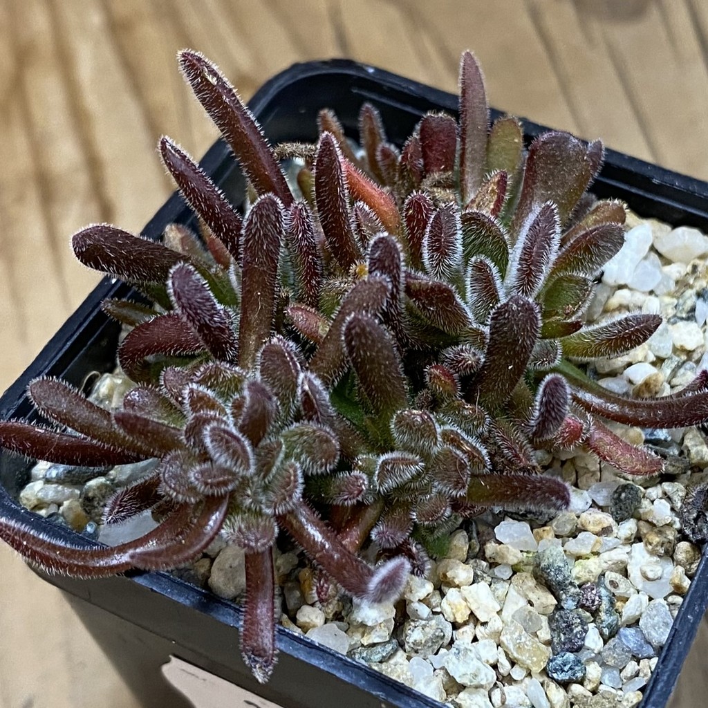 SH37024 Crassula pubescens - Image 2