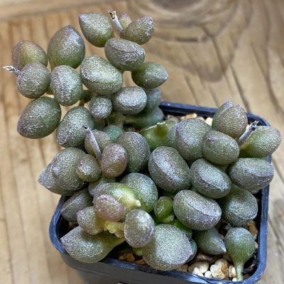 SH37025 Adromischus marianiae 'Little Spheroid'