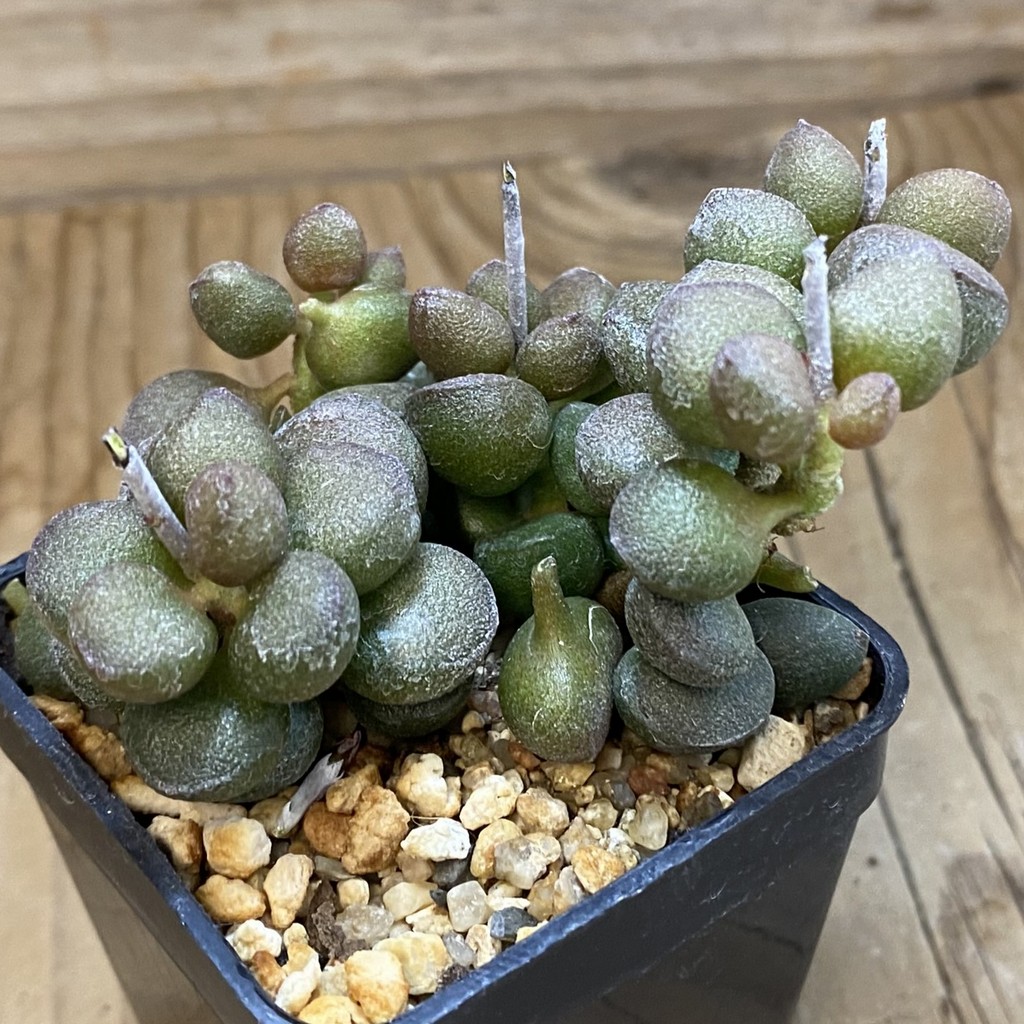 SH37025 Adromischus marianiae 'Little Spheroid' - Image 2