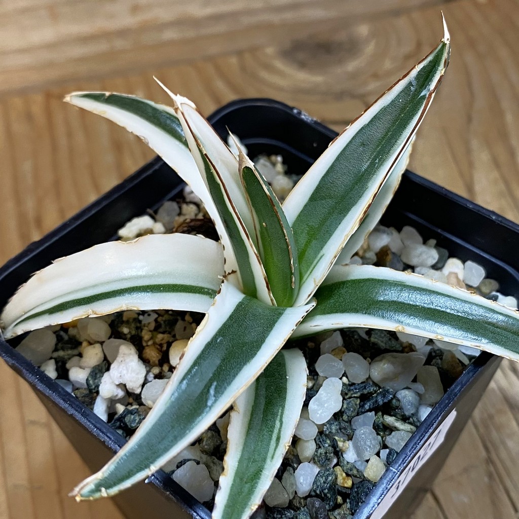 SH37027 Agave victoriae-reginae 'White Rhino'