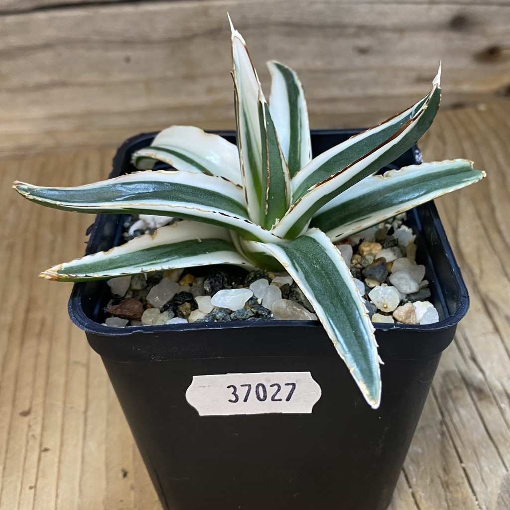 SH37027 Agave victoriae-reginae 'White Rhino' - Image 2