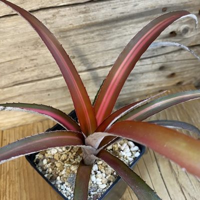 SH37028 Biltanthus 'Red Burst'
