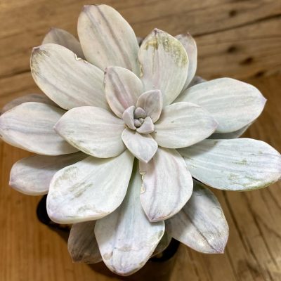 SH37029 Graptopetalum ‘Silver Boom’