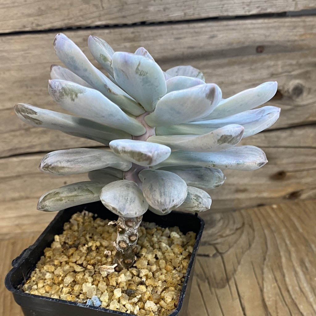 SH37029 Graptopetalum ‘Silver Boom’ - Image 2