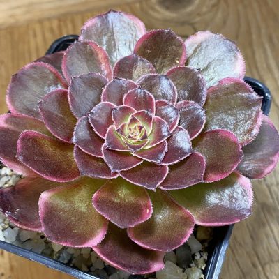SH37030 Aeonium 'Black Poseidon'