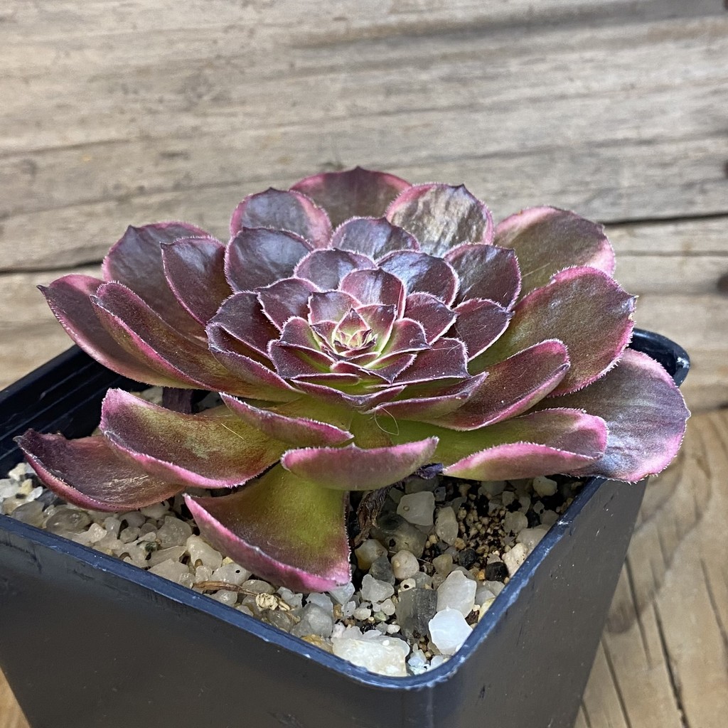 SH37030 Aeonium 'Black Poseidon' - Image 2