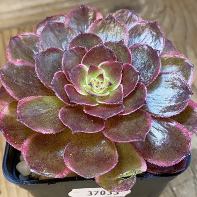 SH37033 Aeonium ‘Black Poseidon’
