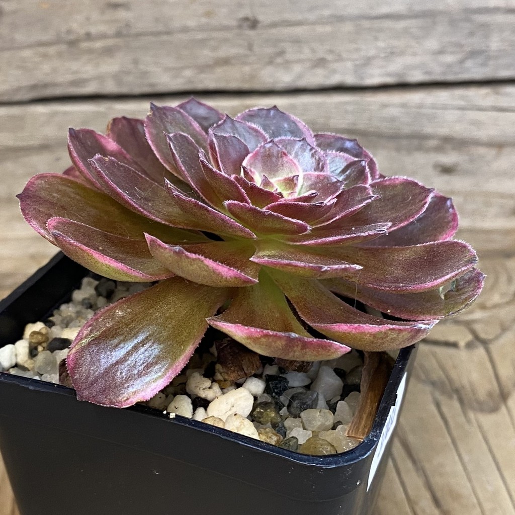 SH37033 Aeonium ‘Black Poseidon’ - Image 2