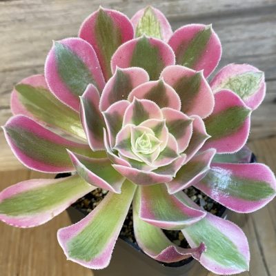 SH37034 Aeonium ‘Stunning Beauty’