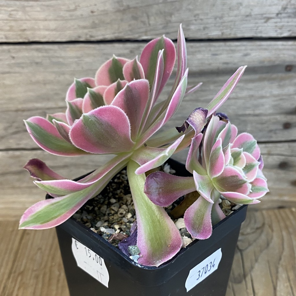 SH37034 Aeonium ‘Stunning Beauty’ - Image 2