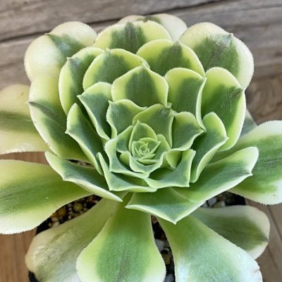 SH37035 Aeonium ‘Green Bean’