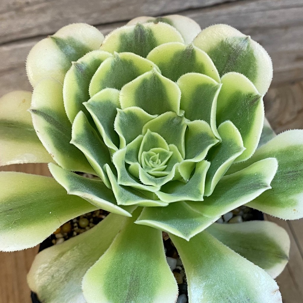SH37035 Aeonium ‘Green Bean’