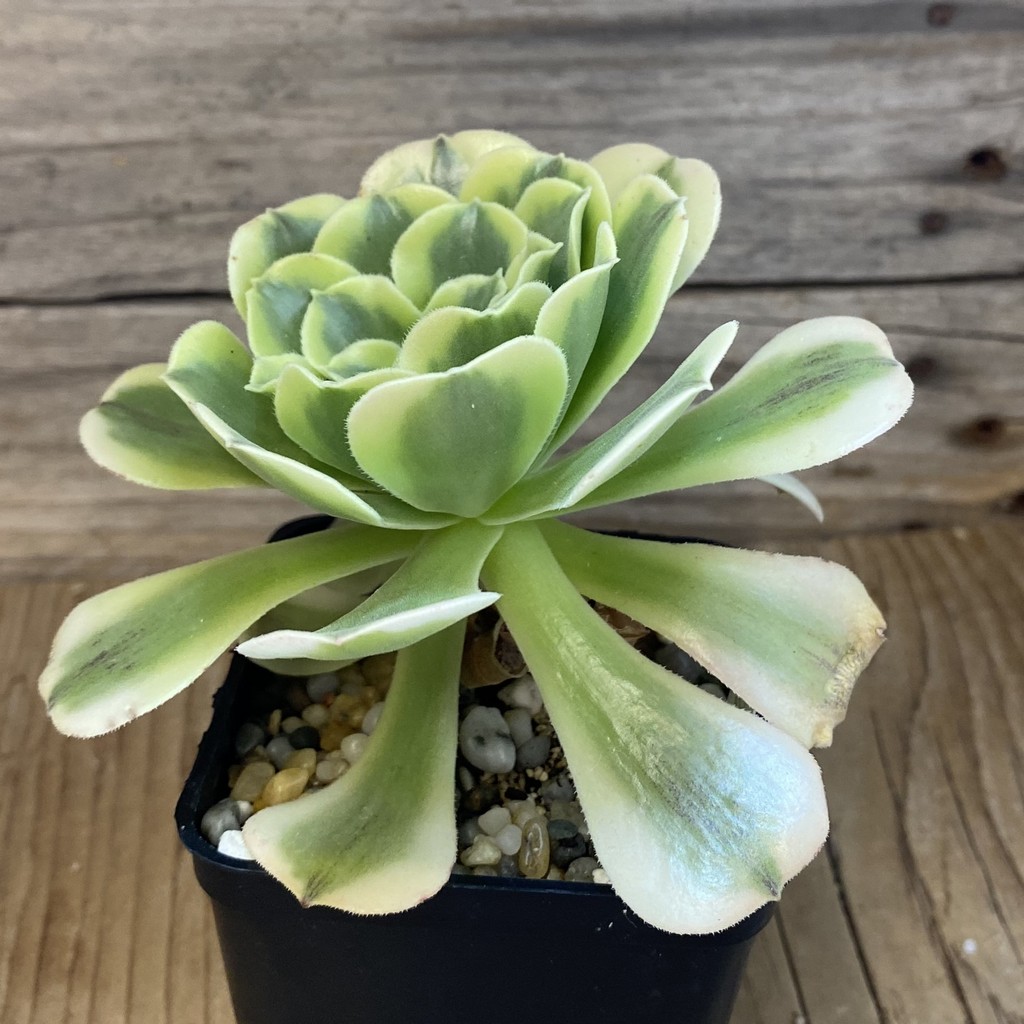 SH37035 Aeonium ‘Green Bean’ - Image 2