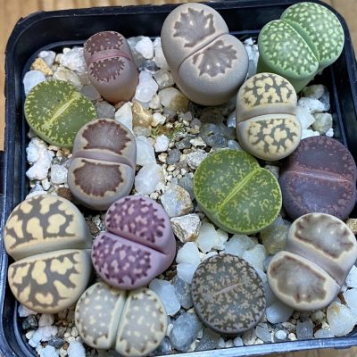 SH36969 Lithops mix