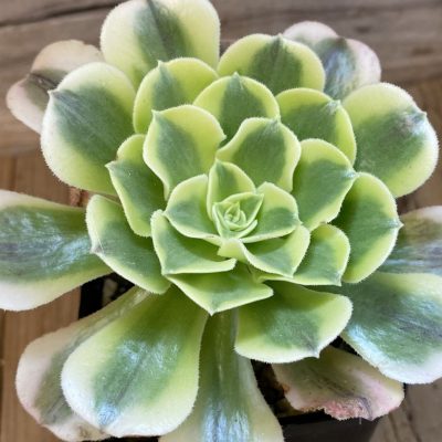 SH37036 Aeonium ‘Green Bean’