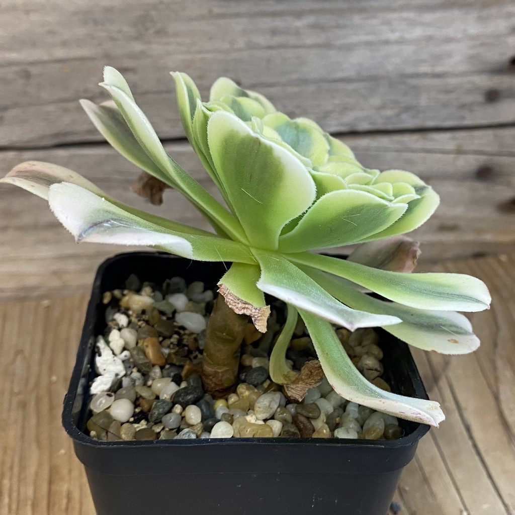SH37036 Aeonium ‘Green Bean’ - Image 2