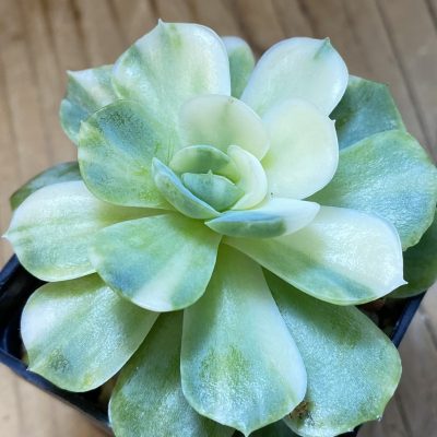 SH37037 Echeveria ‘Berry’ f. variegata