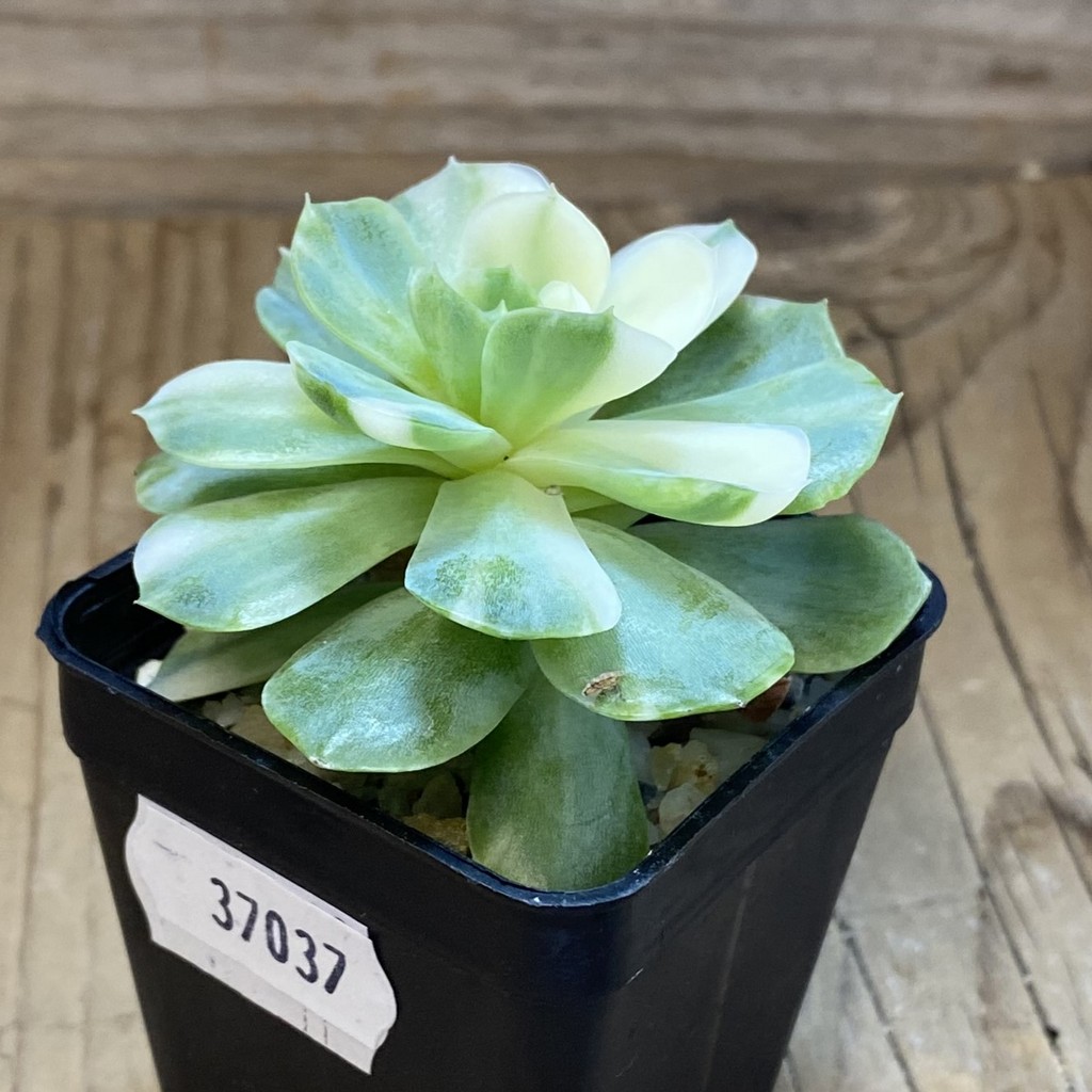 SH37037 Echeveria ‘Berry’ f. variegata - Image 2