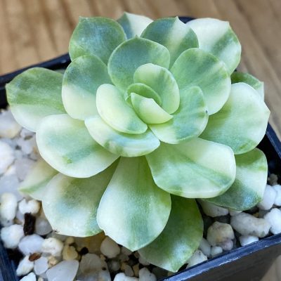 SH37038 Echeveria ‘Berry’ f. variegata