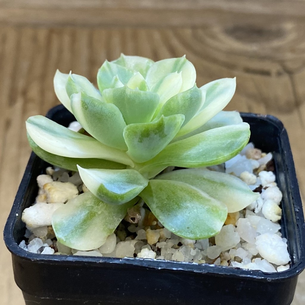 SH37038 Echeveria ‘Berry’ f. variegata - Image 2