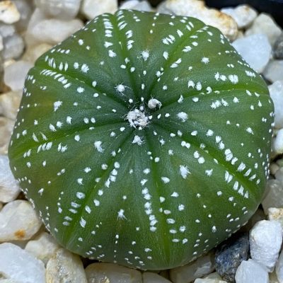 SH36976 Astrophytum asterias