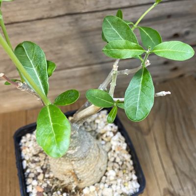 SH37040 Fockea edulis