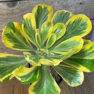 SH37041 Euphorbia poissonii f. variegata