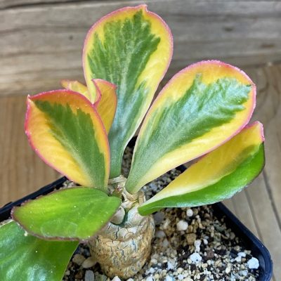 SH37042 Euphorbia poissonii f. variegata