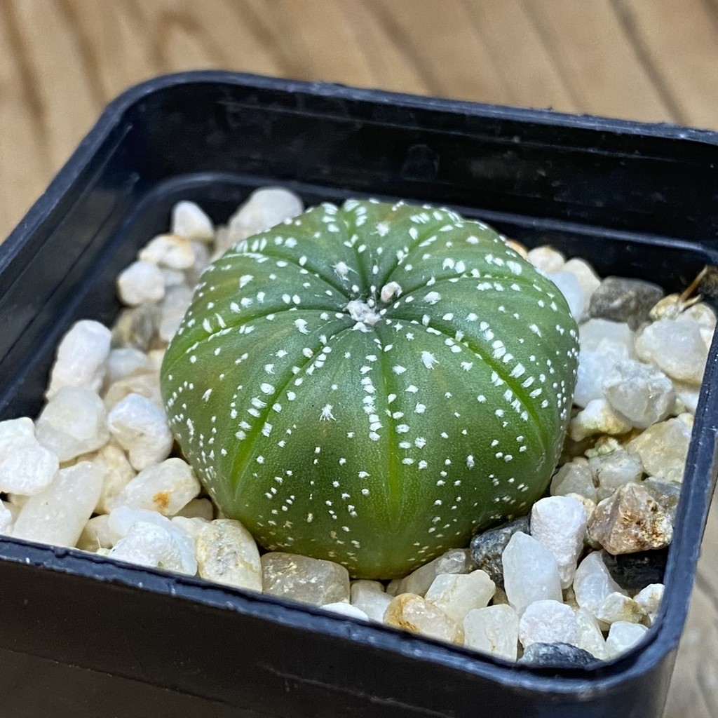 SH36976 Astrophytum asterias - Image 2