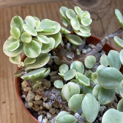 SH37044 Portulacaria afra f. variegata