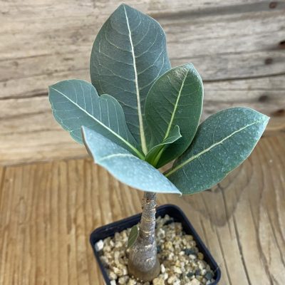 SH37045 Adenium arabicum ‘Black Body’