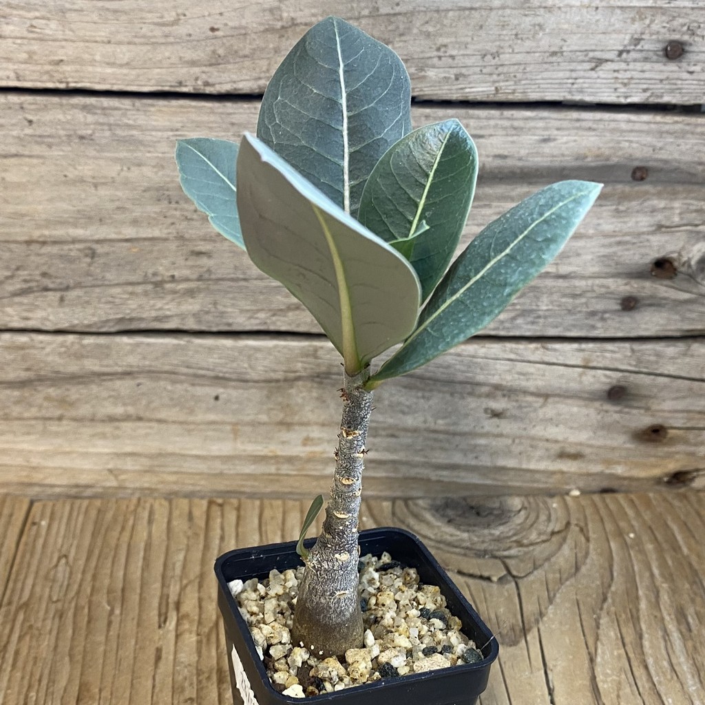 SH37045 Adenium arabicum ‘Black Body’ - Image 2