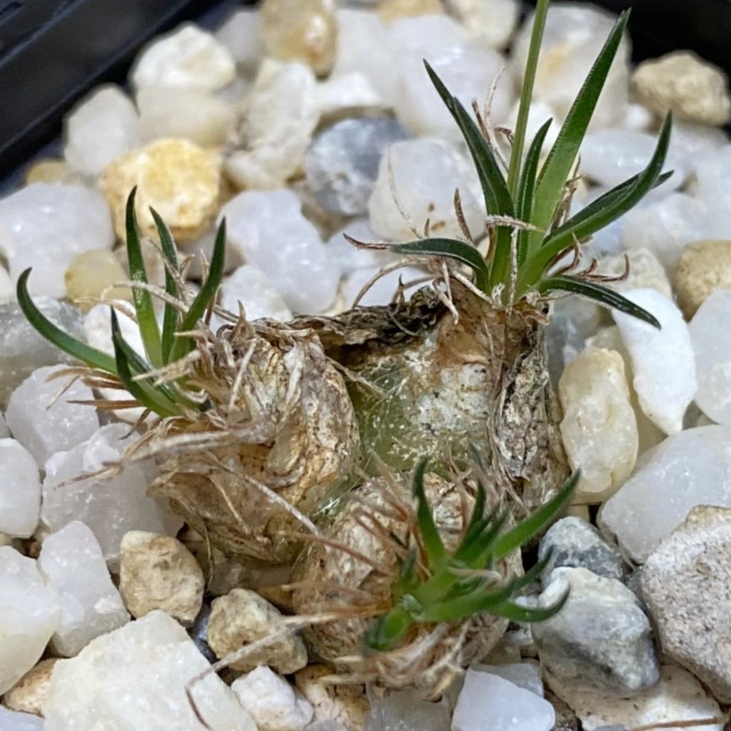 SH37046 Ornithogalum sardienii