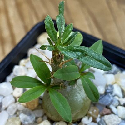 SH37047 Pachypodium succulentum