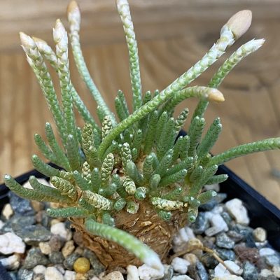 SH37049 Avonia alstonii