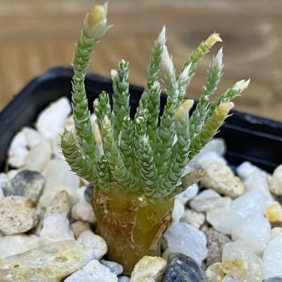 SH37050 Avonia alstonii