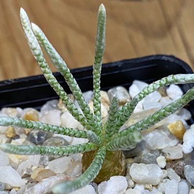 SH37051 Avonia quinaria