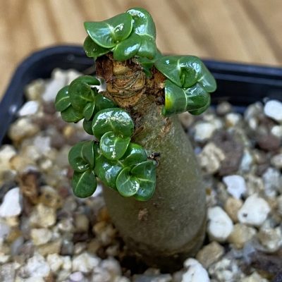 SH37052 Adenium arabicum DHA