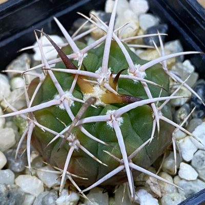 SH36978 Gymnocalycium ferox