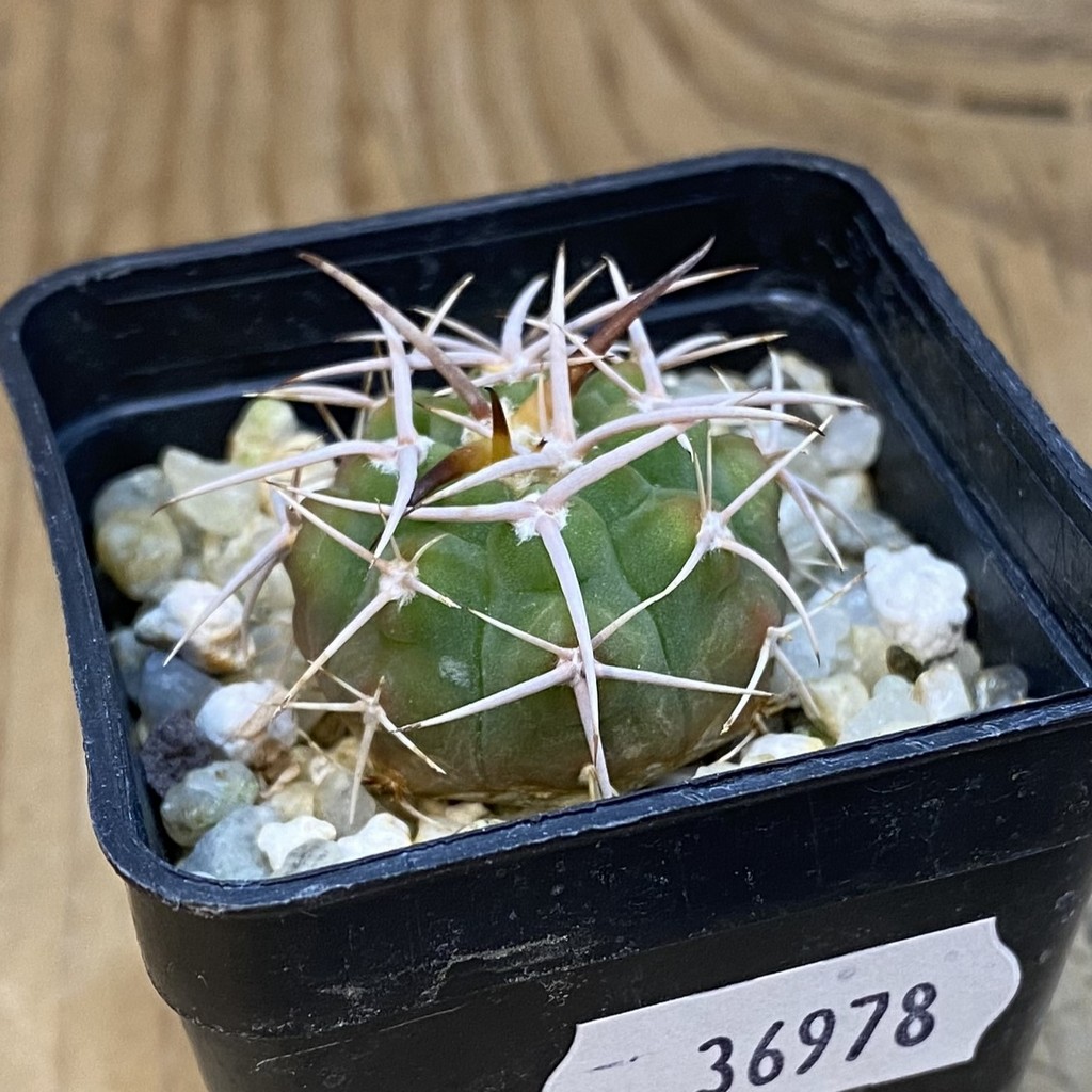 SH36978 Gymnocalycium ferox - Image 2
