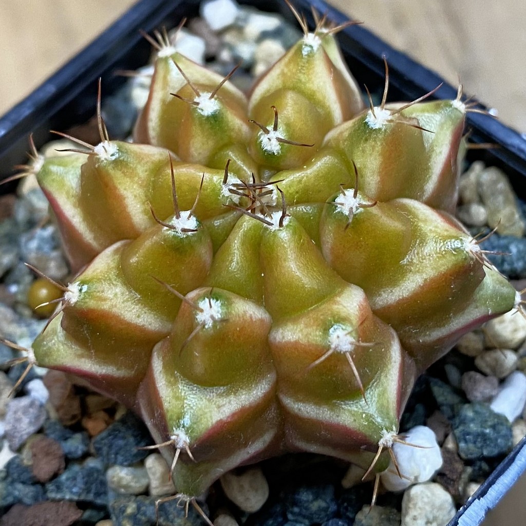SH36979 Gymnocalycium mihanovichii ‘Neon’ hybrid