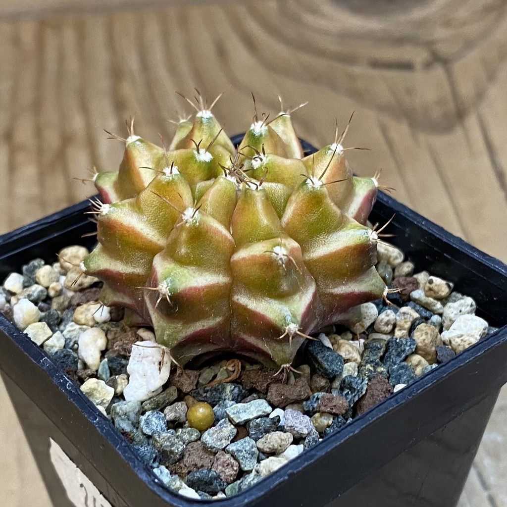 SH36979 Gymnocalycium mihanovichii ‘Neon’ hybrid - Image 2