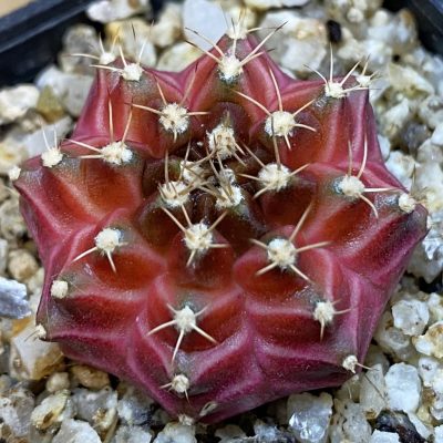 SH36981 Gymnocalycium mihanovichii ‘Neon’ hybrid