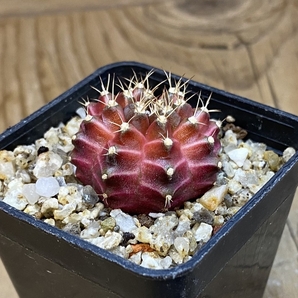 SH36981 Gymnocalycium mihanovichii ‘Neon’ hybrid - Image 2